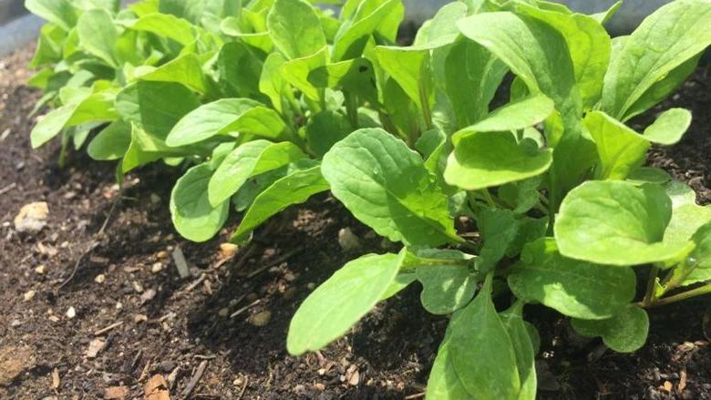 A row of vegetables growing in a soil bed